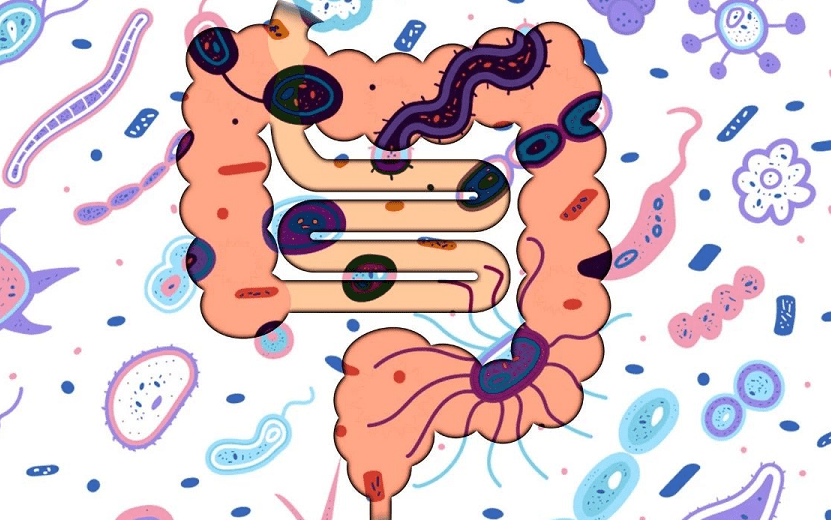 国际营养学界普遍认可的定义是:益生菌是一种对动物有益的细菌,它们可