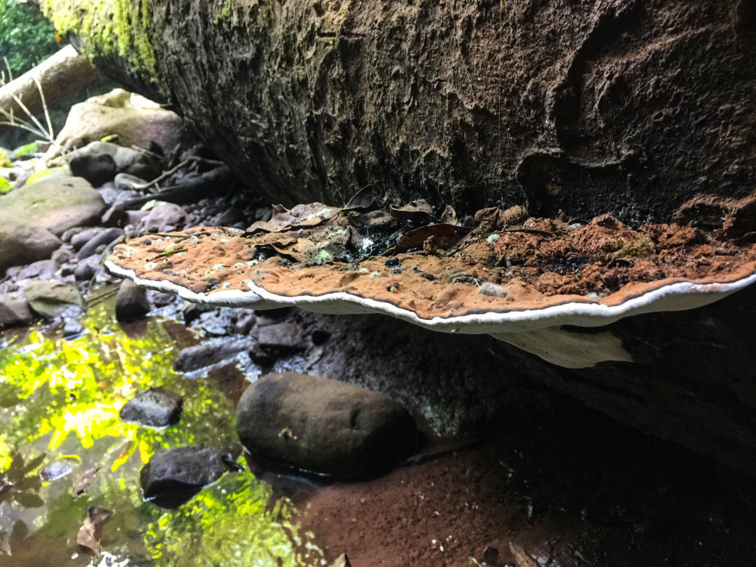 热带雨林里这种野生珍贵药材对抗癌有奇效