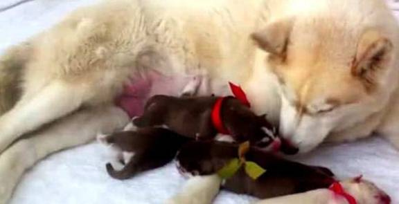 阿拉斯加被德牧 霸王硬上弓 不久生下4只小狗 阿拉表情亮了 网友 事儿 狗崽子