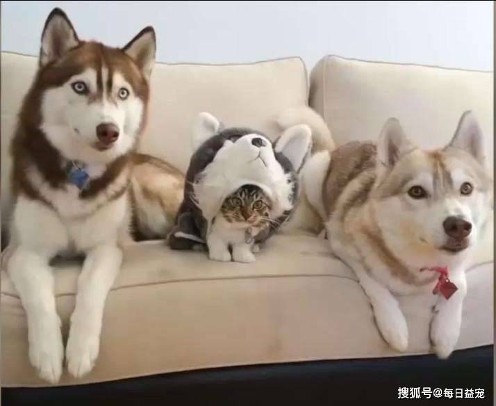 小花猫二哈捡来一只小花猫，揣在怀里当宝贝，网友：转性了？