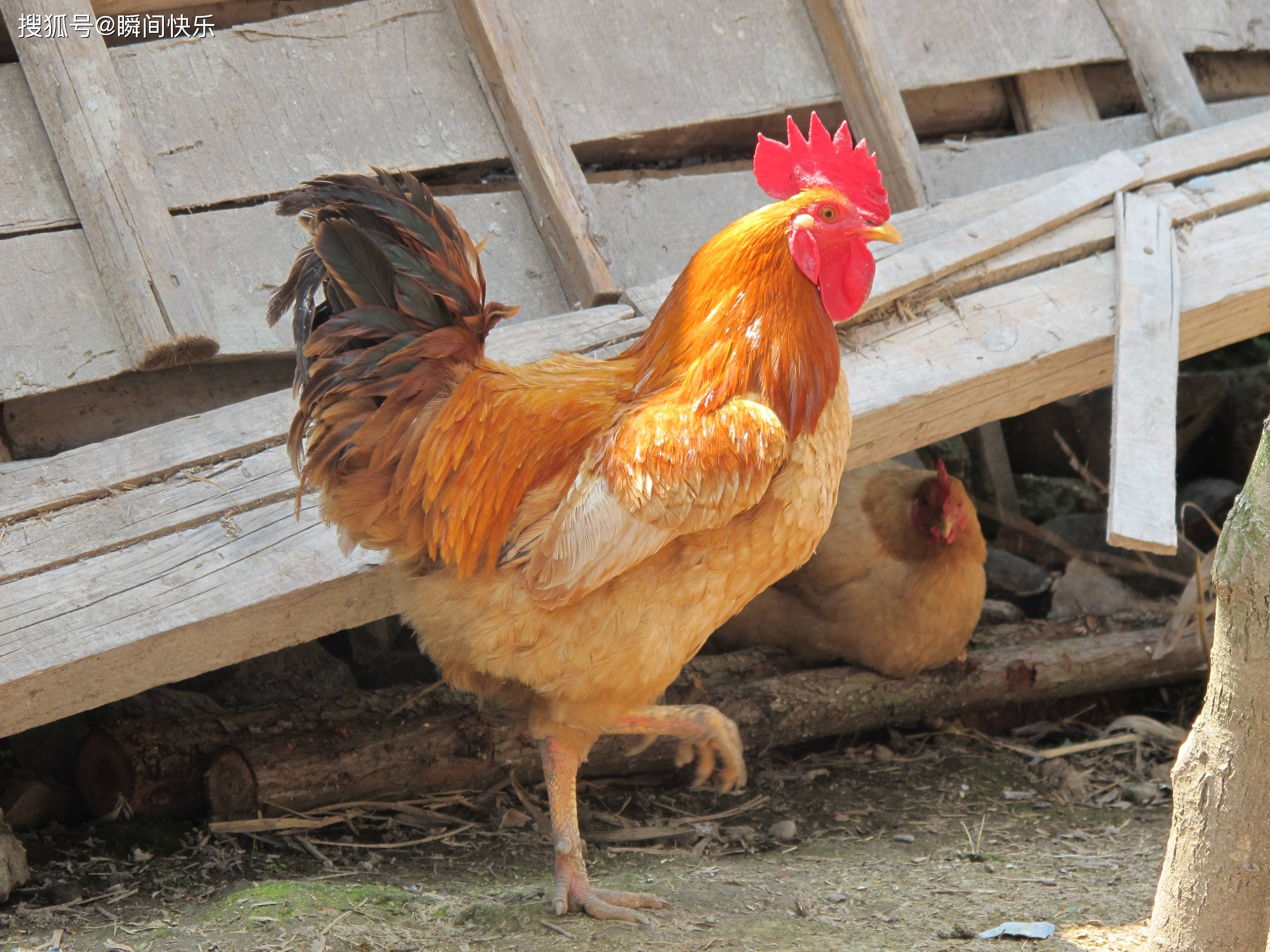 最佳配对!属鸡人和哪些生肖合适,幸福美满,振兴家族,婚姻长久