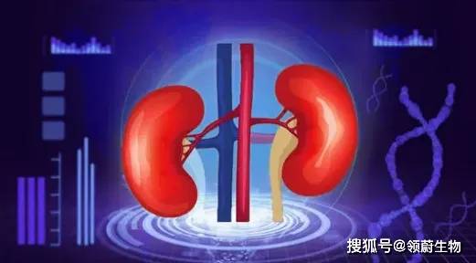 腎臟|多個臨床實驗證實干細胞治療糖尿病腎病效果顯著