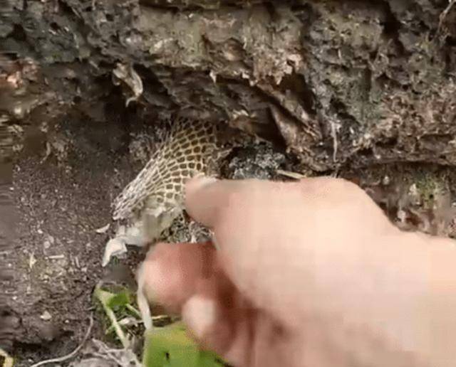 蜗牛人是什么玩意 b1dddf0b39064d59a7b8f96431368d08.jpeg