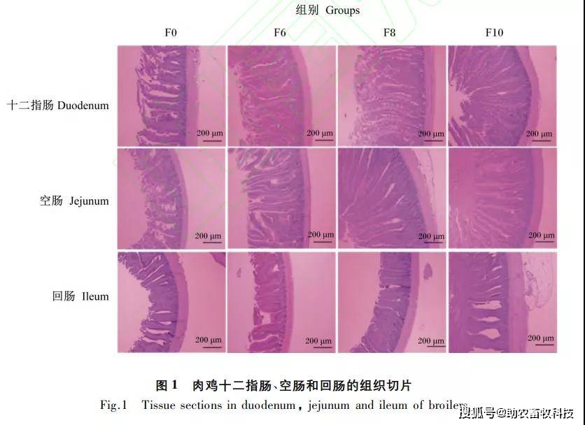 05);与 f0 组,f6 组和 f8 组相比,f10 组肉鸡十二指肠隐窝深度显著