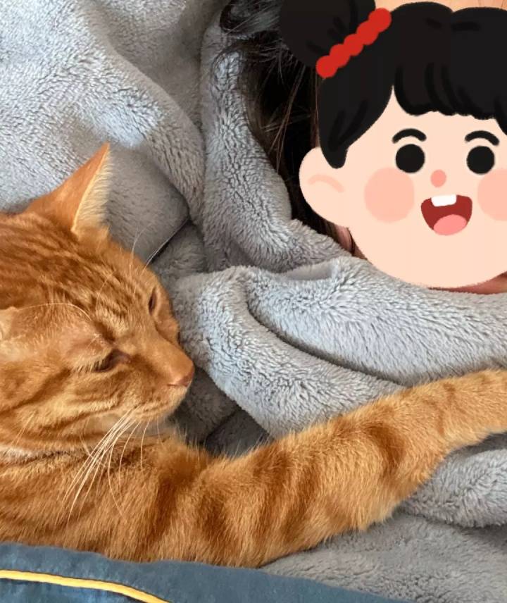 怎么才能让小猫咪在床上睡觉 514756309bb142fa880bcee23d572d3c.jpeg