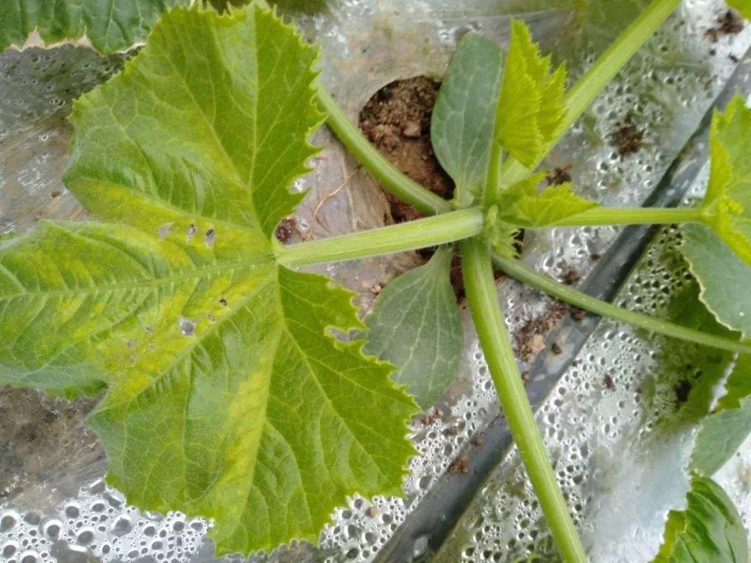 西葫芦黑星病如何防治?