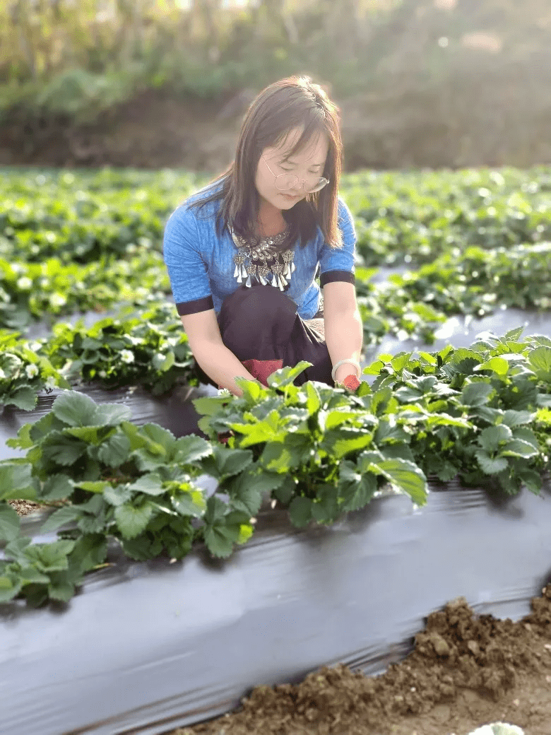 到达|腾冲水果采摘丨周末，开启“莓”好时光