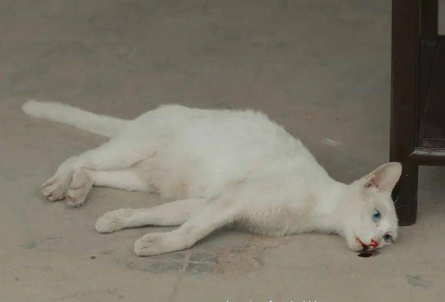 白猫|《当家主母》猫的演技都这么到位了吗，抽搐动作逼真