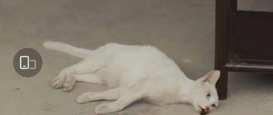 猫咪|《当家主母》疑毒死真猫，画面太真实引争议，剧组澄清毫无说服力
