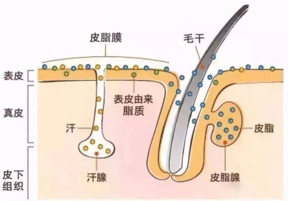 方法冬季适合以油养肤？正确方法在这里!