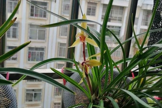 种兰花用什么材料最好 76b2b47643f443dd8cbe1fd4c277a74a.jpeg