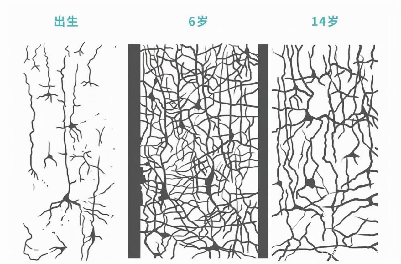 让孩子大脑越来越聪明的黄金法则_神经元_阶段_训练
