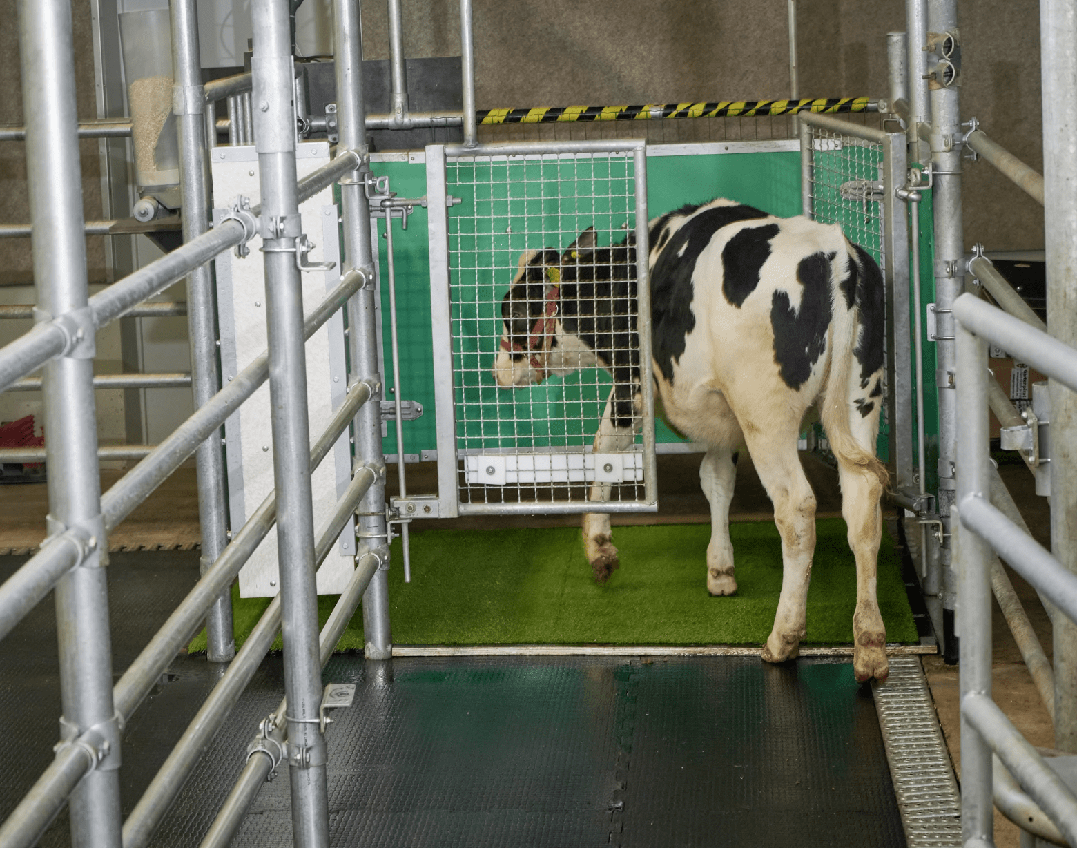 在更卫生的方面,德国和新西兰的研究人员正在研究一种减少养牛场温室