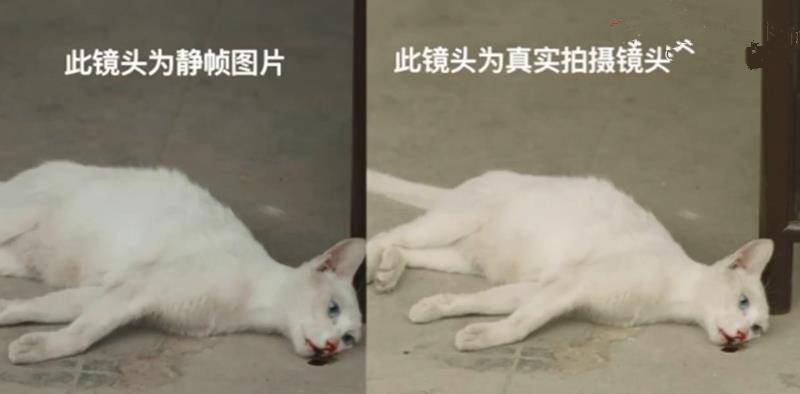 蒋勤勤|《当家主母》被质疑毒死猫，剧组回应引争议，网友：猫比人更厉害
