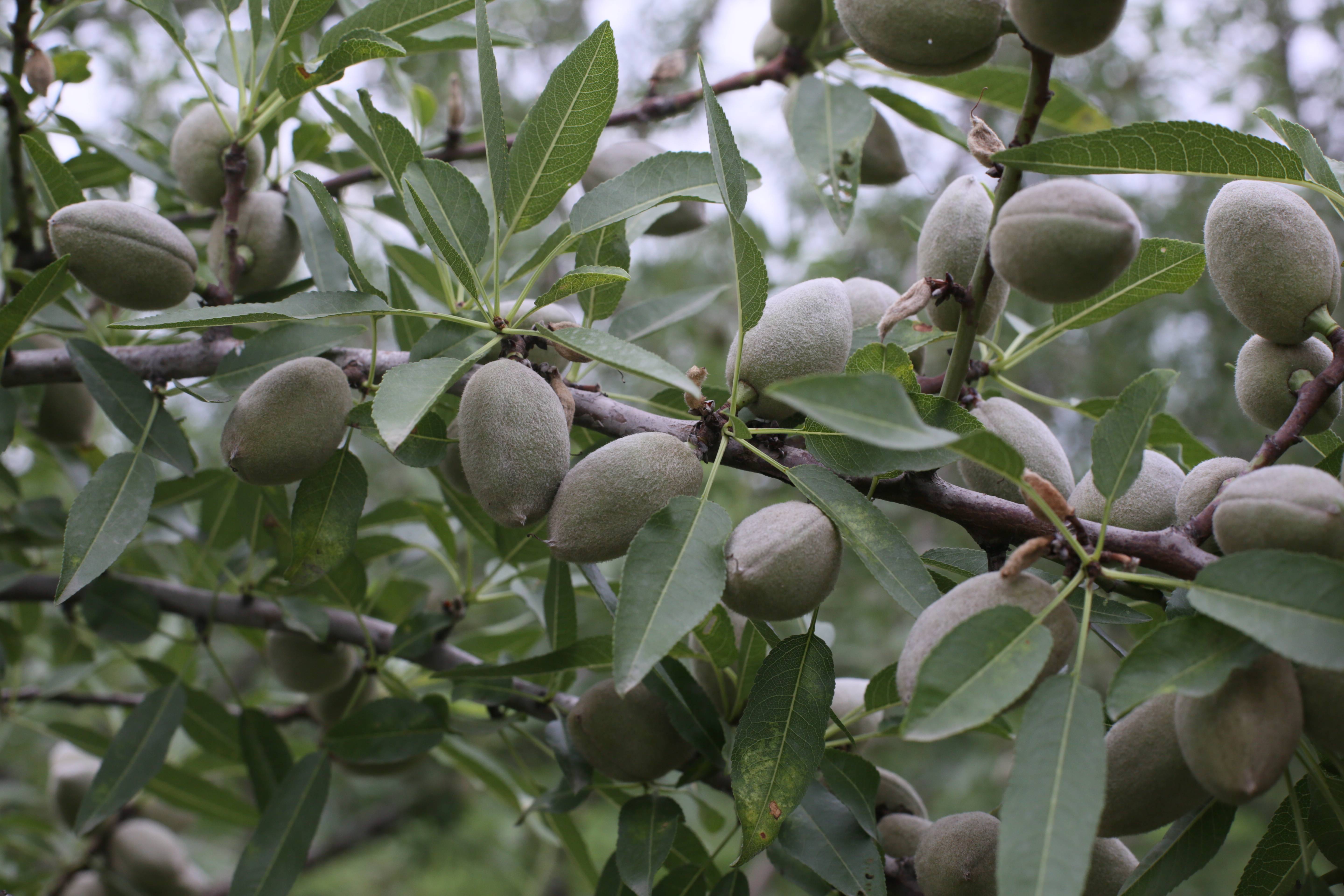 郑州巴旦木树苗品种如何选择巴旦木种植一年浇水几次