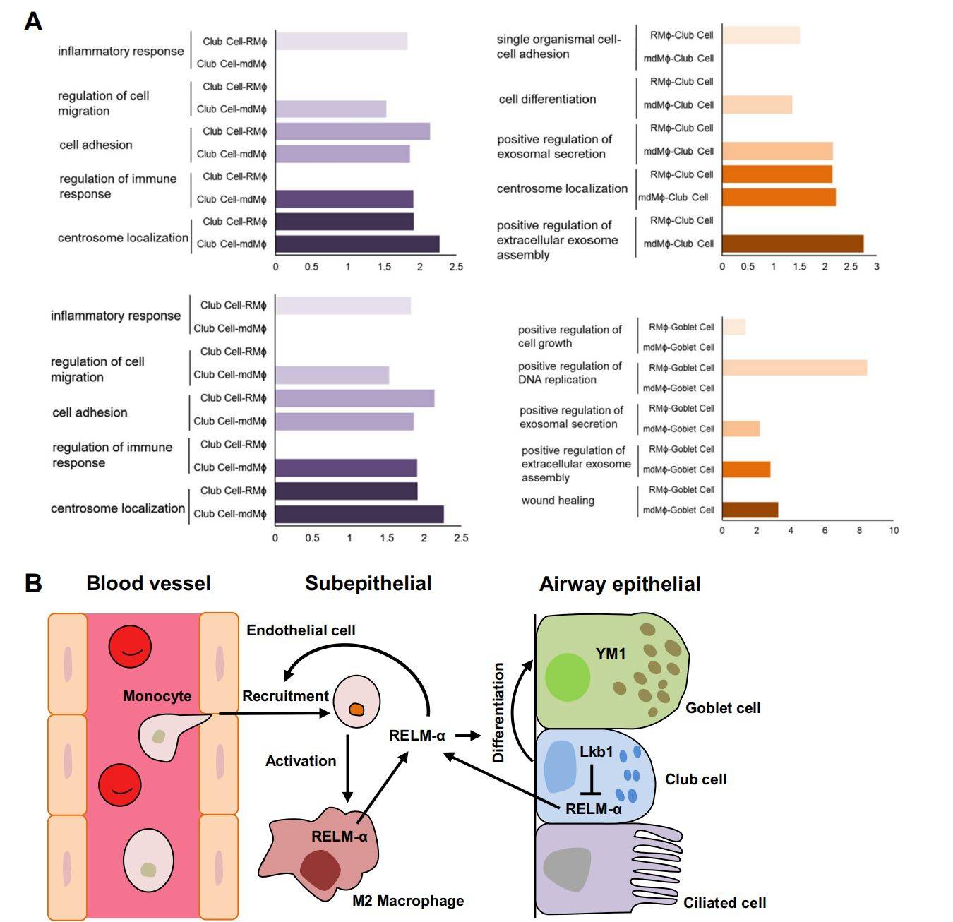 欧易单细胞测序技术助力解析气道gobletcell化生新机制