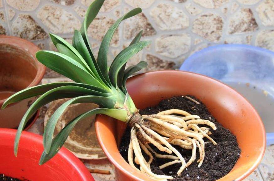 啥时候种蒜最适合 61b3ee07337b40fe9c95fd515f737ca2.jpeg