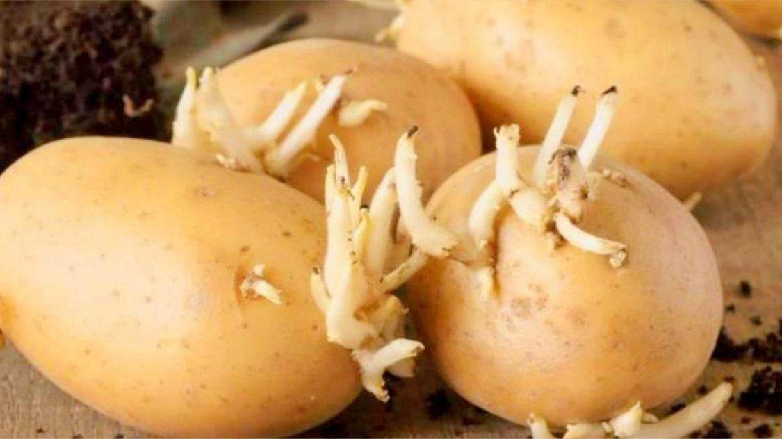 土豆发芽到底能不能吃?