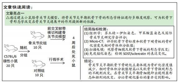 骨關節炎早期模型小鼠軟骨下骨的形態學特徵