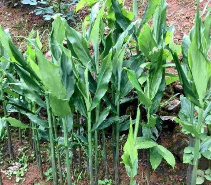 生姜怎么种植才好看 6bb9a71c01d34bf097ca102d12602243.jpeg