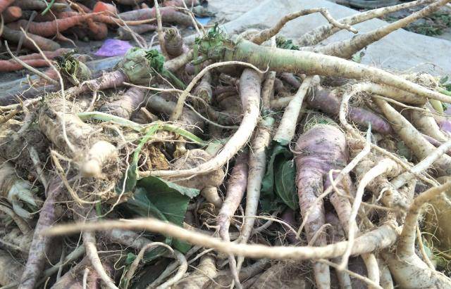 人参菜原名土人参,俗称土高丽参,土洋参,菲菠菜,玉参,飞来参,假洋参等