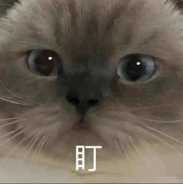 密码|韩综《单身即地狱》女嘉宾颜值天花板！宋智雅的魅力密码是什么？