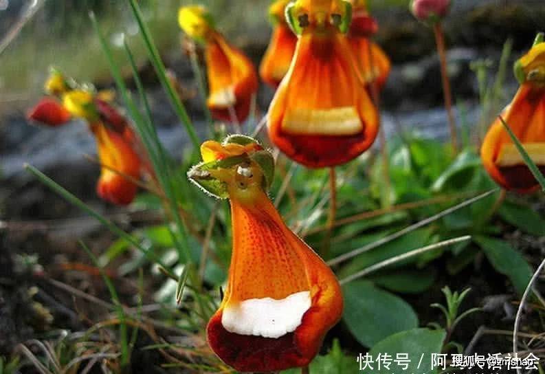 世界上罕见的奇花异草_植物_兰花_花朵