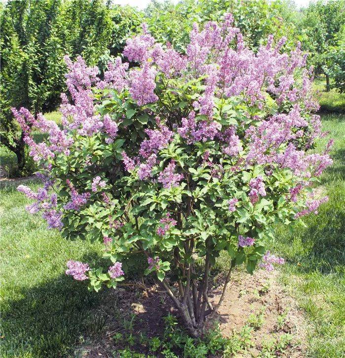 丛生和独杆的欧洲丁香与普通丁香的区别_种植_植物_杂交亲本