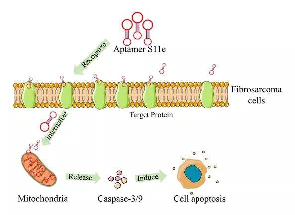 恶性肿瘤|【shRNA慢病毒文章分享】Bioactive Materials ‖湖南大学胡小晓团队揭示核…