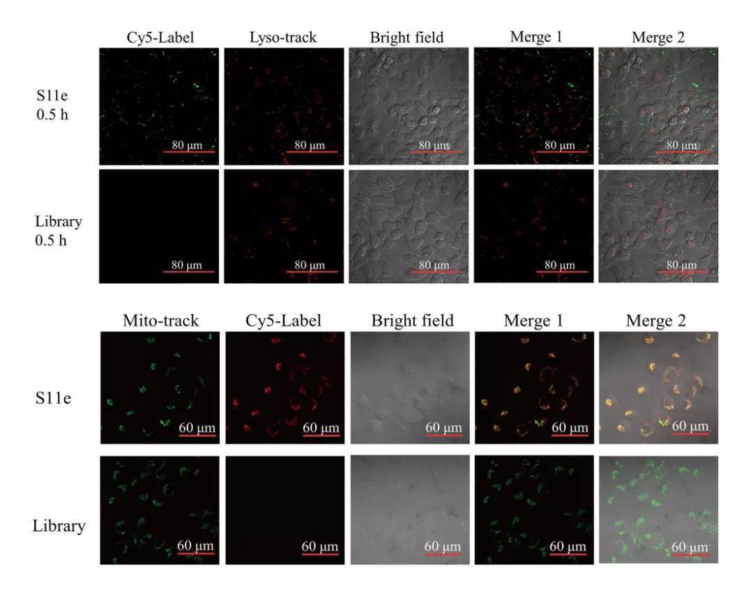 恶性肿瘤|【shRNA慢病毒文章分享】Bioactive Materials ‖湖南大学胡小晓团队揭示核…