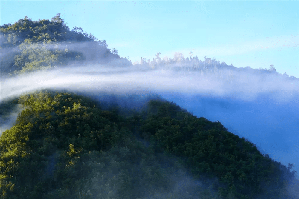 果树|寻花台仙山 观高黎贡山雾海