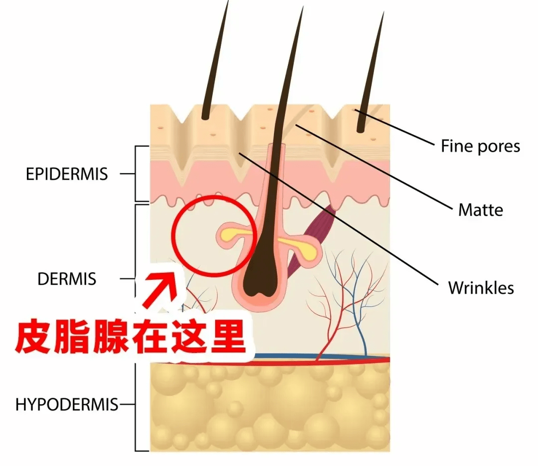 人群嘉玲护肤老师：毛孔粗大怎么破