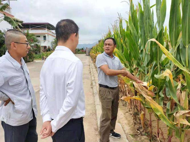 农业生物育种技术是什么？主要包括哪些方面的内容？对农亚新体育业帮助(图4)