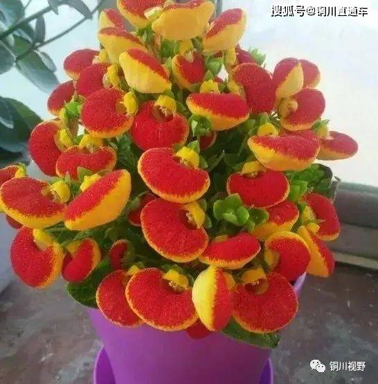 花儿太美了怎么形容