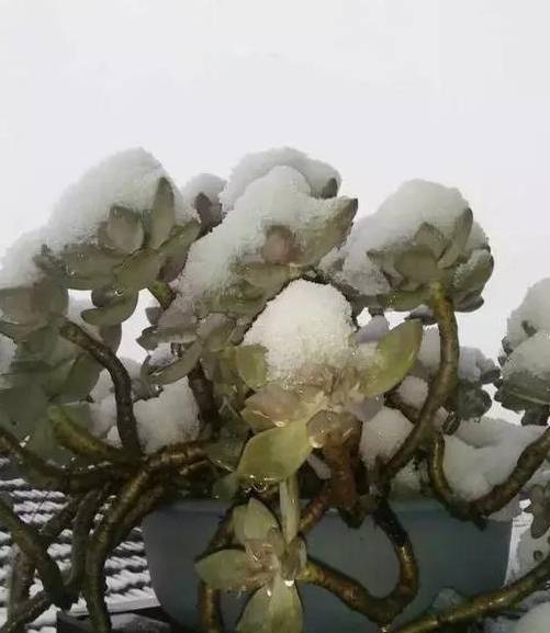 什么是流苏树 c6331f57a6464b448450b8d32b151645.jpeg