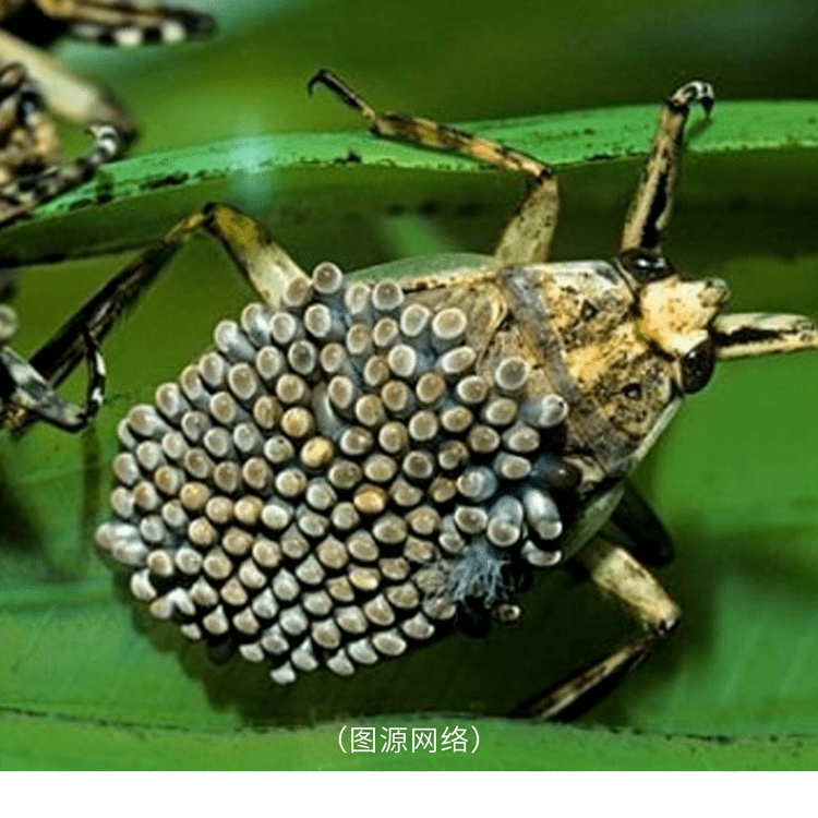 原创你有密集恐惧症吗7张图测试一下看看你能坚持到第几个