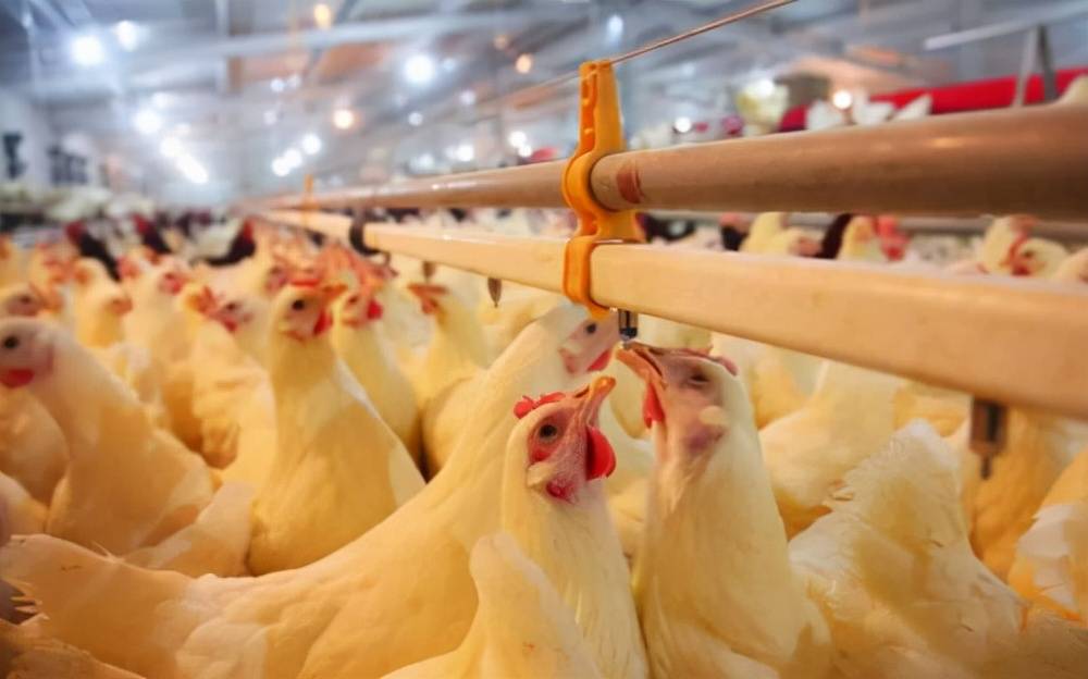 原创晓鸣农牧魏晓明戈壁滩上盖鸡舍深耕蛋种鸡养殖行业29年