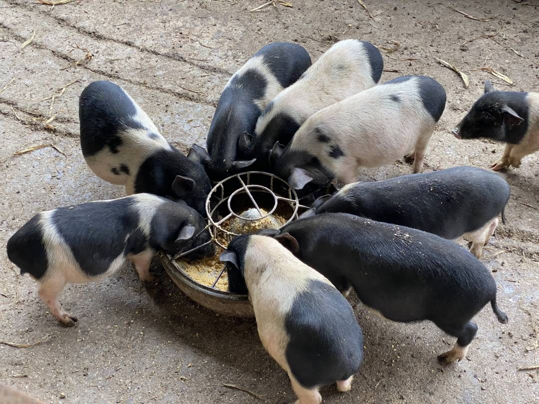正宗小香猪,就在开阳坤建村_pig_mini_饲料