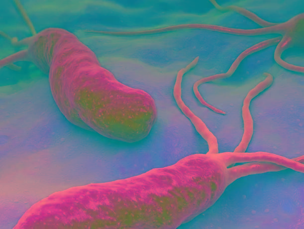 实际长这样:98《工作细胞》第二季第四集「幽门螺杆菌」98我们先