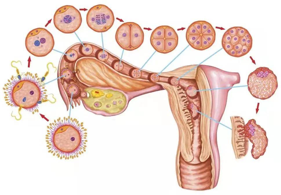 再通过输卵管的蠕动和管腔内纤毛的摆动,将受精卵输送至