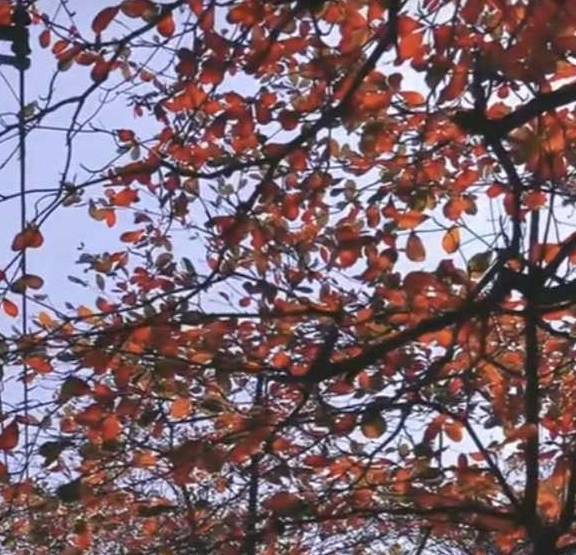 赤坎老街，大叶榄仁树叶悄然变成红，点缀的道路两旁十分美丽
