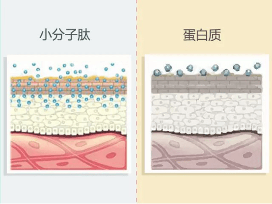 人体胶原蛋白肽的作用，有用吗？哪个牌子好推荐？