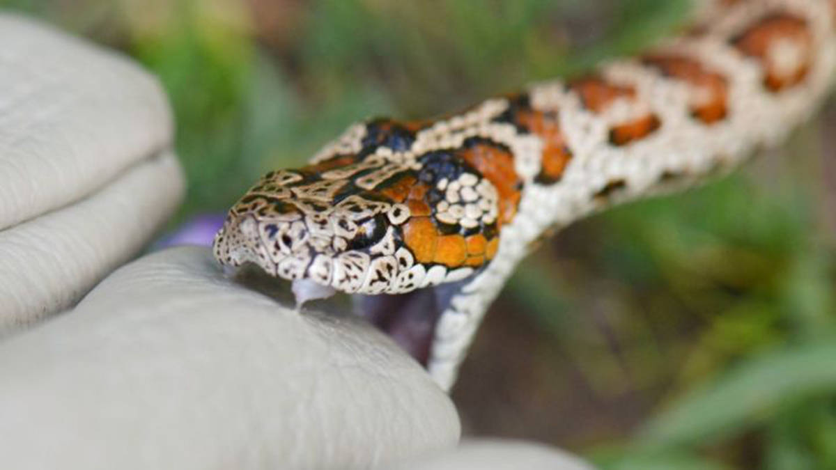 原创红斑高山蝮高原一点红短小毒牙加害羞性格只钟爱扑棱蛾子