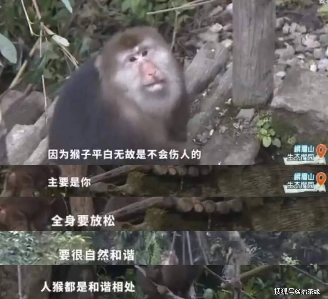 金丝猴坐路边礼貌接过游客苹果！峨眉山的猴，为啥会嚣张异常呢？-紫微星座网
