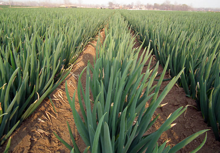 大葱病虫害有哪些大葱常见病虫害防治技术