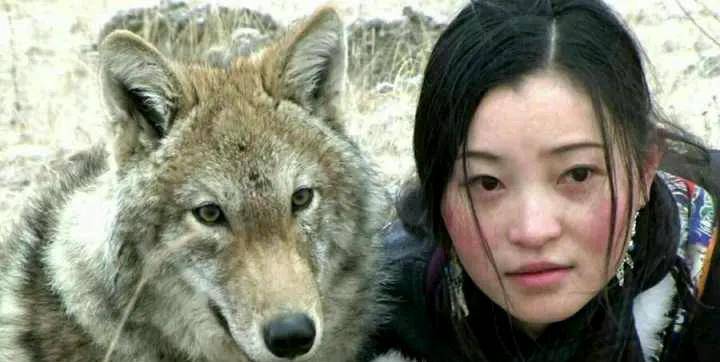 观 重返狼群 ,记录美女李微漪和狼王格林,十一年的人狼之恋