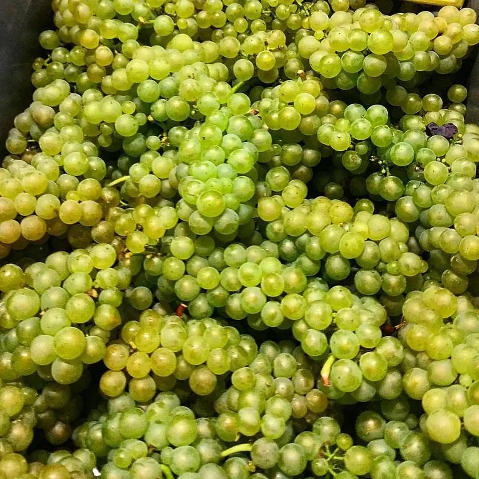 葡萄藤|艮第夏布利干白专场!