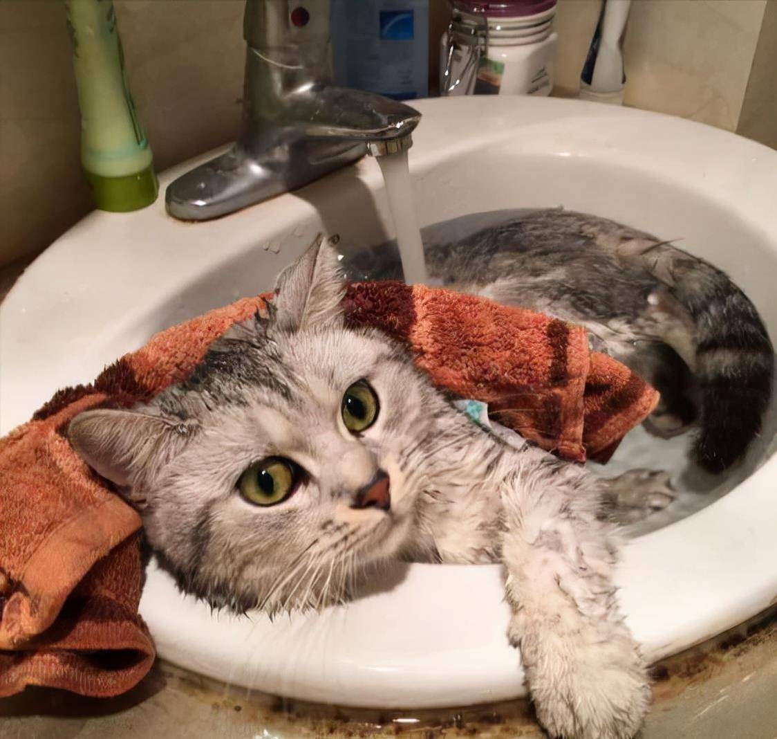 猫咪怎么洗澡最有效 9585015a13604ad1b92db11127c51434.jpeg