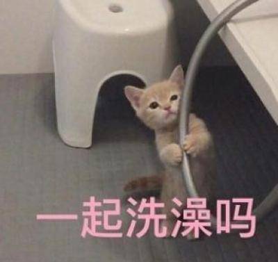猫咪洗澡水温多少度好 9cbb48fd37624e9e9984c1930526b5a1.jpeg
