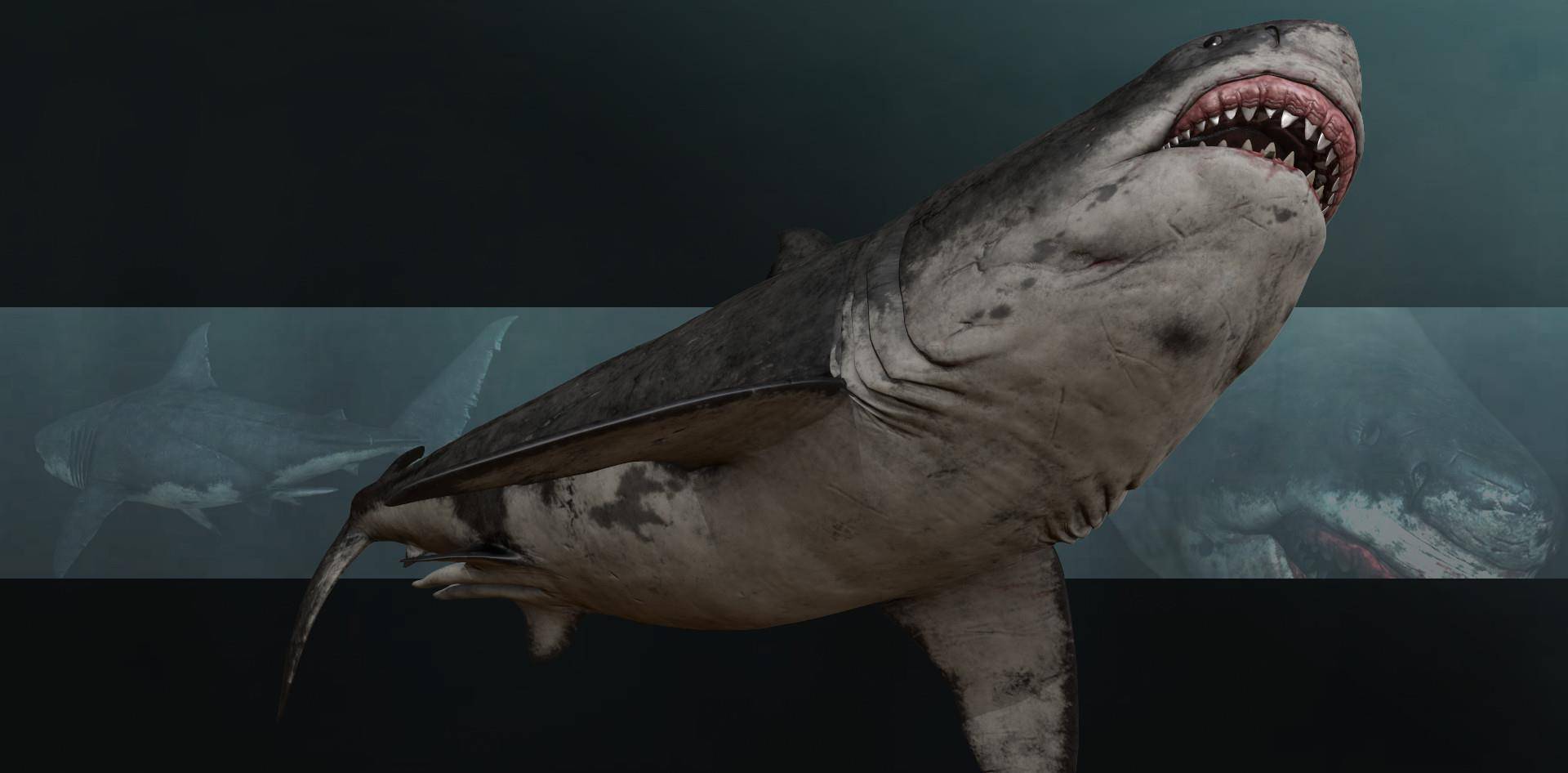 巨齿鲨:我是蓝星史上咬合力最强的生物_大白鲨_鲨鱼_猎物